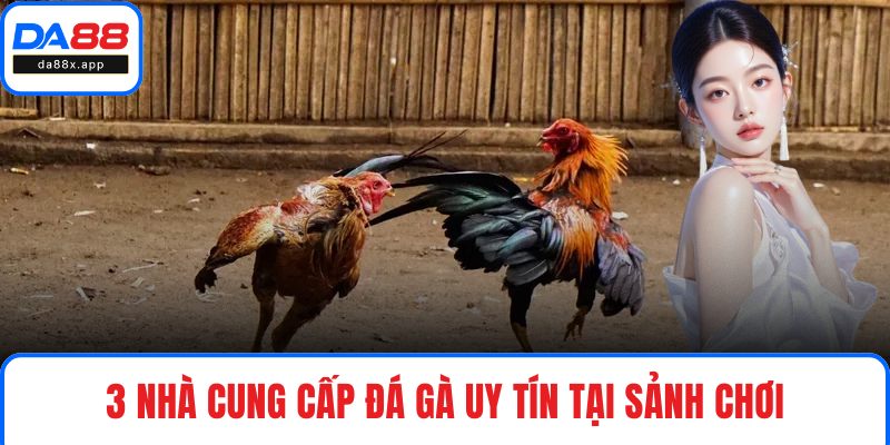 Đá Gà DA88 - Thiên Đường Chọi Kê Xanh Chín, Kịch Tính 3 nhà cung cấp đá gà uy tín tại sảnh chơi
