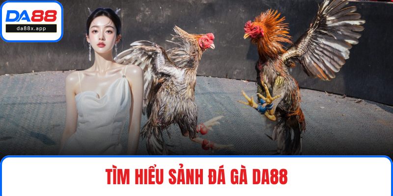 Đá Gà DA88 - Thiên Đường Chọi Kê Xanh Chín, Kịch Tính Tìm hiểu sảnh đá gà DA88