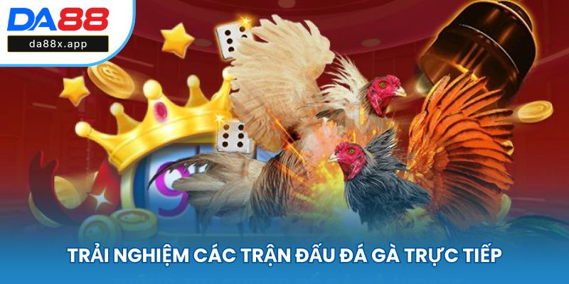 Trải nghiệm xem trực tiếp đá gà hấp dẫn